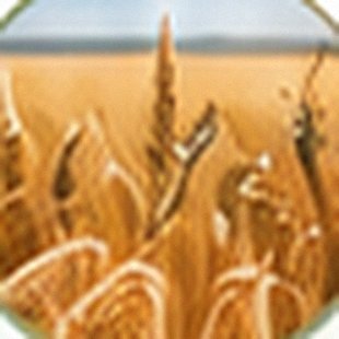 Golden wheat field